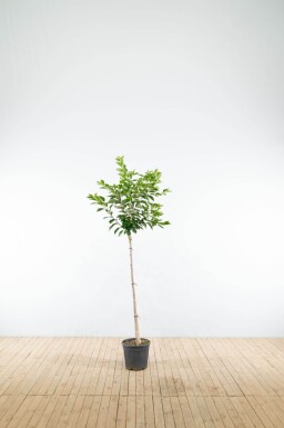 Prunus yedoensis halfstam 10/12 150cm stam