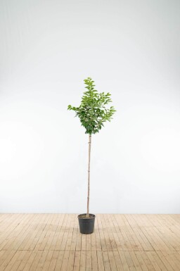 Prunus yedoensis halfstam 10/12 150cm stam