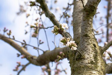 Prunus yedoensis halfstam 10/12 150cm stam
