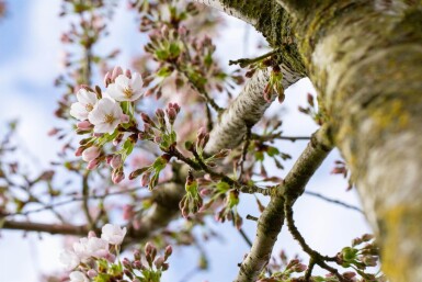 Prunus yedoensis halfstam 10/12 150cm stam