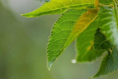 Prunus 'Umineko' hoogstam 10/12