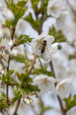 Prunus 'Umineko' hoogstam 10/12