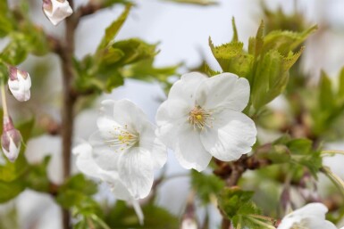 Prunus 'Umineko' hoogstam 10/12