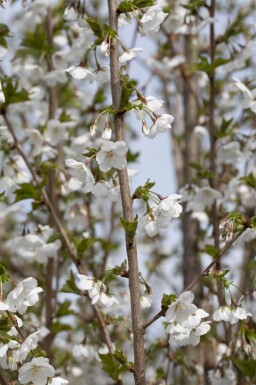 Prunus 'Umineko' hoogstam 10/12