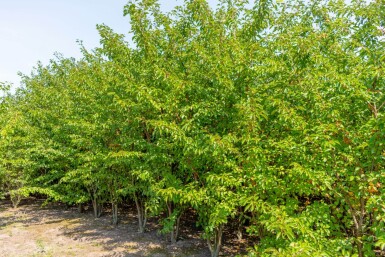 Prunus 'Umineko' meerstammig