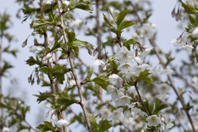 Prunus 'Umineko' meerstammig