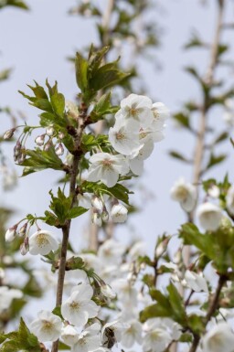 Prunus 'Umineko' meerstammig