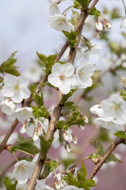 Prunus 'Umineko' meerstammig