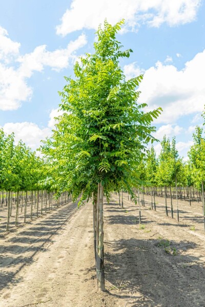 Pterocarya fraxinifolia hoogstam 10/12
