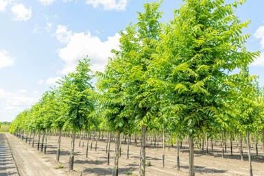 Pterocarya fraxinifolia hoogstam 10/12