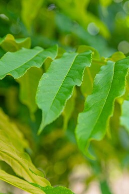 Pterocarya fraxinifolia hoogstam 10/12