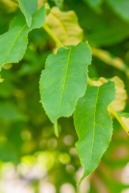 Pterocarya fraxinifolia hoogstam 10/12
