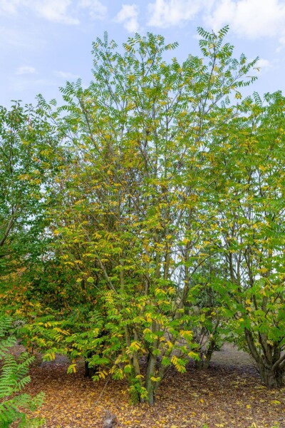 Pterocarya fraxinifolia meerstammig 200-250