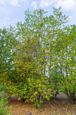 Pterocarya fraxinifolia meerstammig 200-250