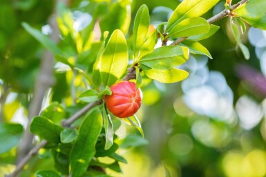 Punica granatum meerstammig