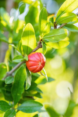Punica granatum meerstammig