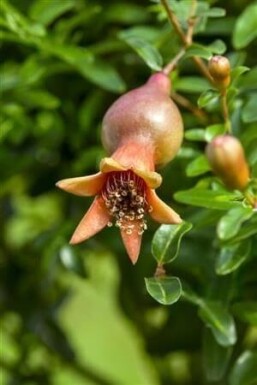 Punica granatum meerstammig