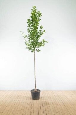 Pyrus calleryana 'Chanticleer' hoogstam 8/10