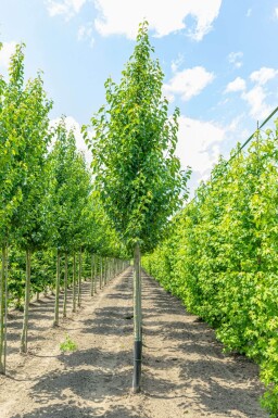 Pyrus calleryana 'Chanticleer' hoogstam 8/10