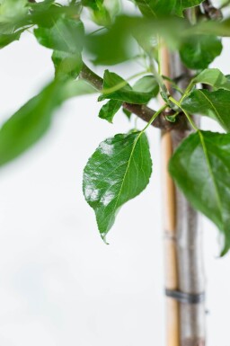 Pyrus calleryana 'Chanticleer' hoogstam 8/10
