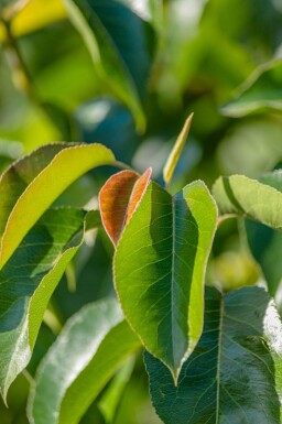 Pyrus calleryana 'Chanticleer' hoogstam 8/10
