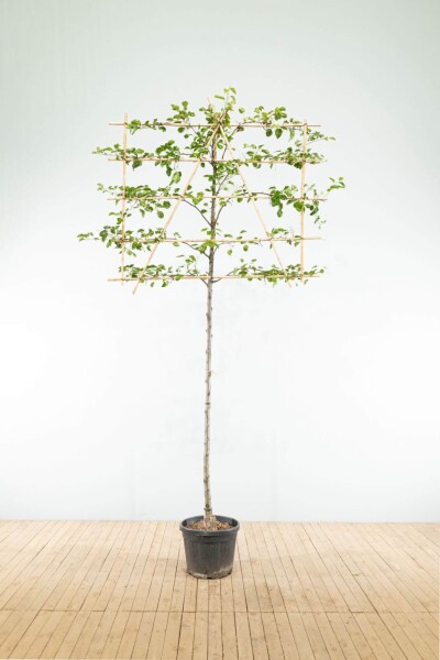 Pyrus calleryana 'Chanticleer' leiboom 10/12 150cm stam 150b x 120h