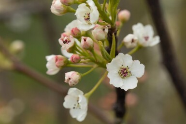 Pyrus calleryana 'Chanticleer' leiboom 10/12 150cm stam 150b x 120h