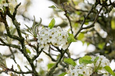 Pyrus calleryana 'Chanticleer' leiboom 10/12 150cm stam 150b x 120h