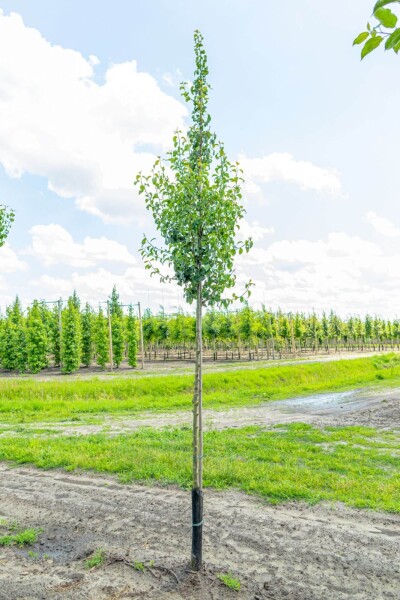 Pyrus communis 'Conference' hoogstam 12/14