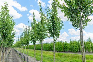 Pyrus communis 'Conference' hoogstam