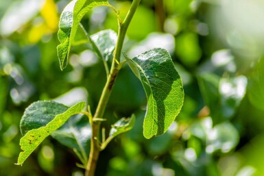 Pyrus communis 'Conference' hoogstam 12/14