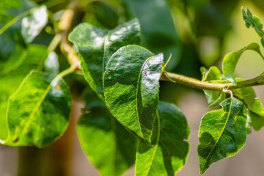Pyrus communis 'Conference' hoogstam 12/14