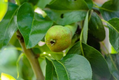 Pyrus communis 'Conference' hoogstam 12/14