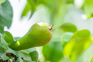 Pyrus communis 'Conference' hoogstam 12/14