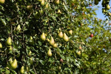 Pyrus communis 'Conference' hoogstam 12/14