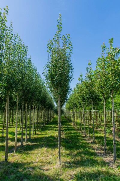 Pyrus communis subsp. caucasica hoogstam 10/12