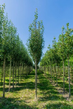 Pyrus communis subsp. caucasica hoogstam 10/12