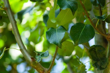 Pyrus communis subsp. caucasica hoogstam 10/12