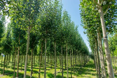Pyrus communis subsp. caucasica hoogstam 10/12