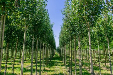 Pyrus communis subsp. caucasica hoogstam 10/12