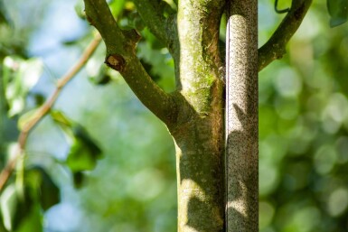 Pyrus communis subsp. caucasica hoogstam 10/12