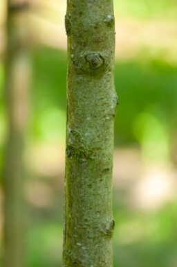 Pyrus communis subsp. caucasica hoogstam 10/12