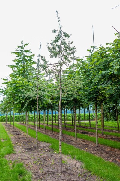 Pyrus salicifolia 'Pendula' hoogstam 4/6 (spil)