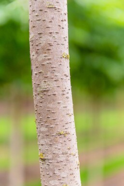 Pyrus salicifolia 'Pendula' halfstam 6/8 150cm stam