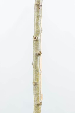 Pyrus salicifolia 'Pendula' halfstam 6/8 150cm stam