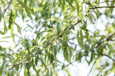Pyrus salicifolia 'Pendula' halfstam 6/8 150cm stam