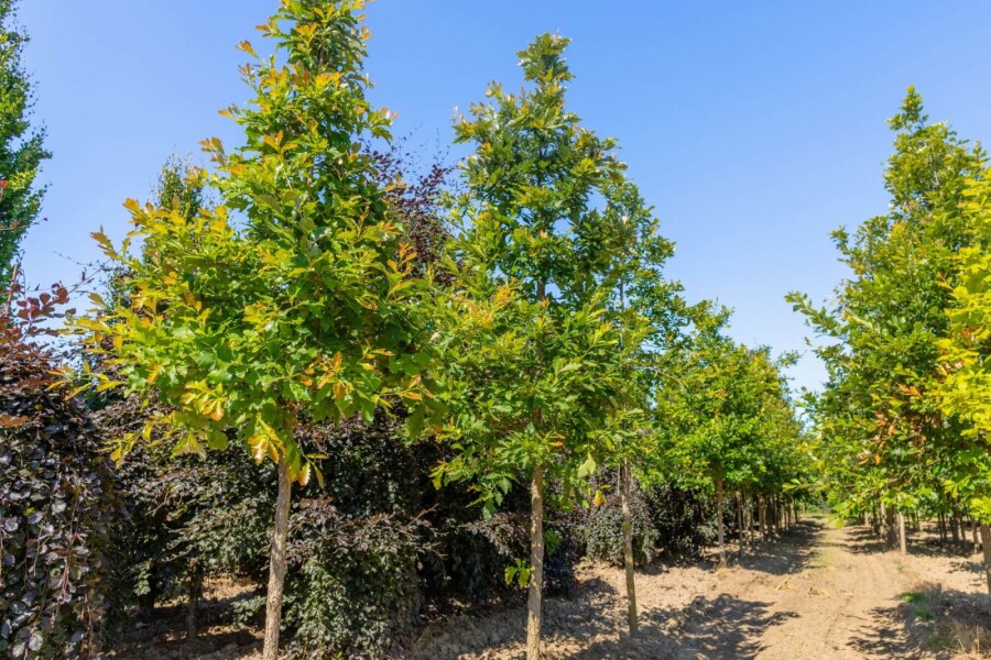 Quercus bicolor hoogstam
