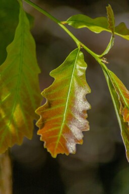 Quercus bicolor hoogstam