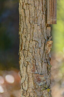 Quercus bicolor hoogstam