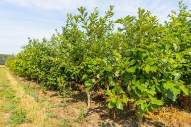 Quercus bicolor meerstammig